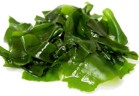 Wakame Seaweed Health Benefits And Uses Eat Algae