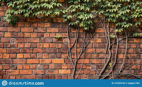 Climbing Plant Growing On Antique Brick Wall Stock Photo Image Of
