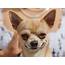 Extremely Smug Chihuahua  Photoshopbattles