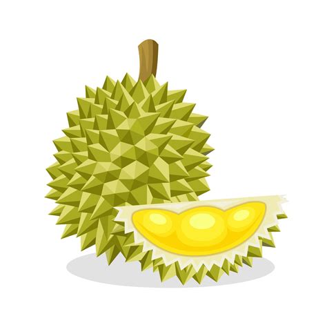 Vector Illustration Of Durian Fruit Isolated On A White Background