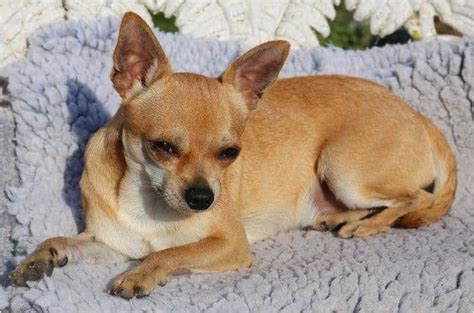 Try the craigslist app » android ios. Apple Head Chihuahua For Sale Craigslist - change comin