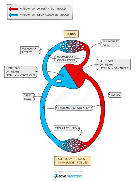 Circulatory System 911 Cie Igcse Biology Revision Notes 2023