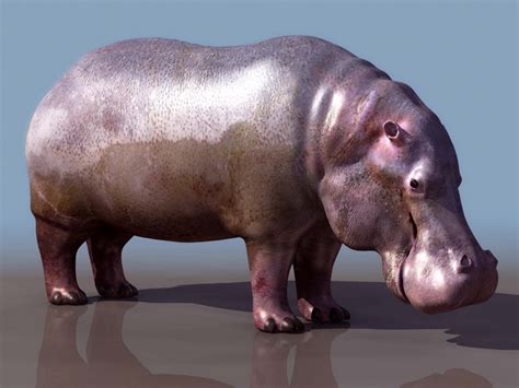 Hippopotamus D Model D Studio Files Free Download Cadnav