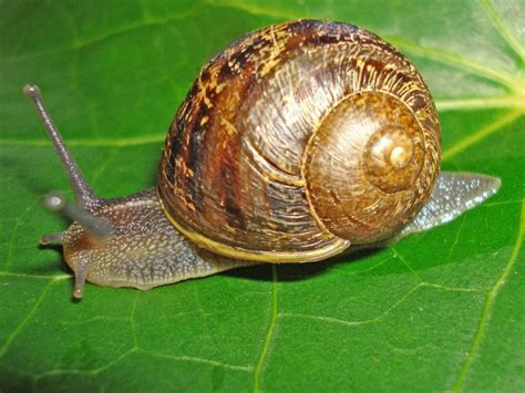These snails hunt other small snails and can quickly rid your tank of them. Advice - How to Control Slugs and Snails