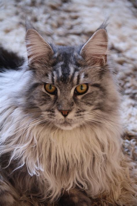 My Woflie Aged 10 Months Silver Black Tabby Maine Coon Pretty Cats