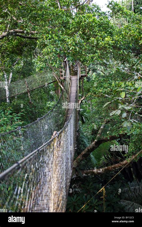 Puente Colgante Rainforest Canopy Walk Inkaterra Reserva Amazonica