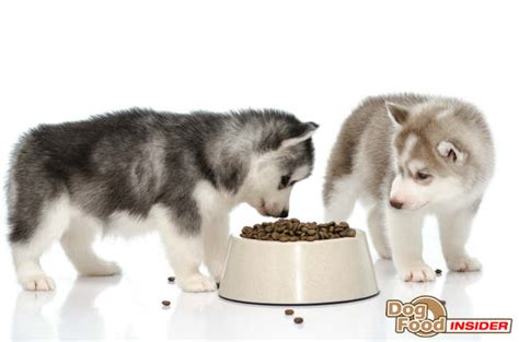 If you like to spoil your husky with treats think about vegetables or fruits also. What Is The Best Dog Food For Your Siberian Husky? | Dog ...