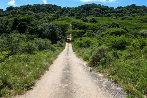 Dirt Road On Isimangaliso Wetland Park In South Africa Stock Image