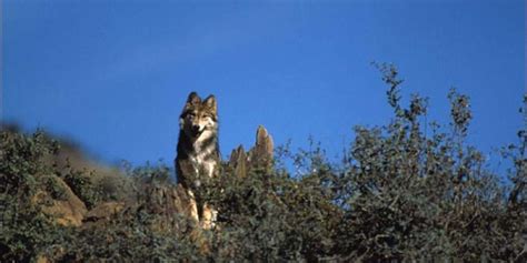 Extremely Endangered Mexican Gray Wolf Secretly Shot In Arizona The Dodo
