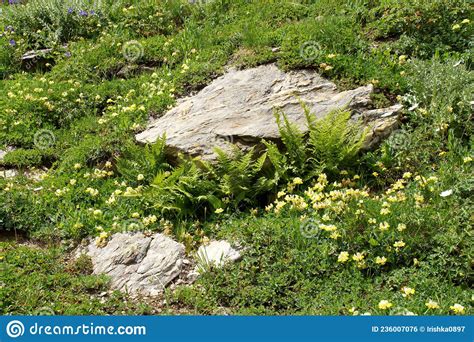 Wild Mountain Flowers Of The Elbrus Region On A Green Background Stock
