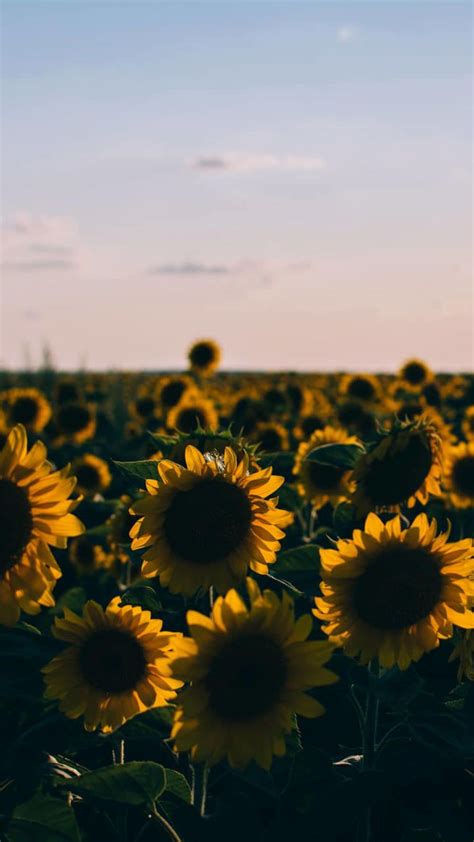 50 Yellow Aesthetic Sunflowers Hd Wallpapers Desktop Background Android Iphone 1080p