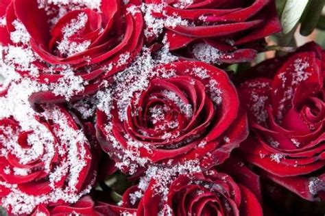 Red Roses Covered In Snow Crystals In Winter Download Nature