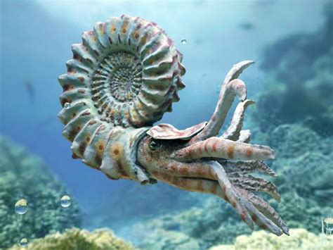 Nautiloid By Dirk Wachsmuth Via Behance Deep Sea Creatures Beautiful
