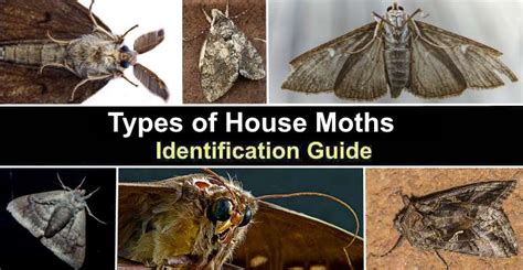 Types Of House Moths With Pictures Identification Guide