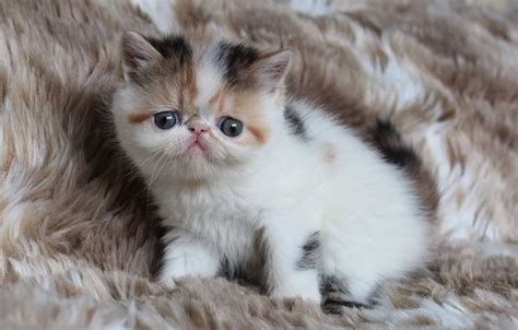 Exotic Shorthair Price How Do You Price A Switches