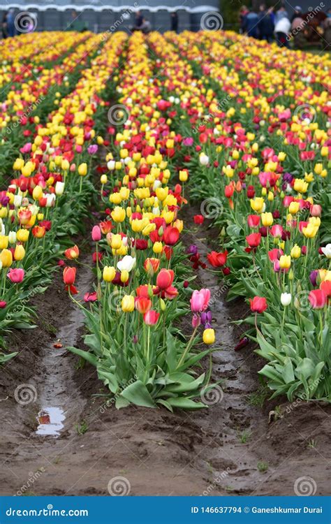 Tulips At Wooden Shoe Tulip Festival In Woodburn Oregon Stock Photo