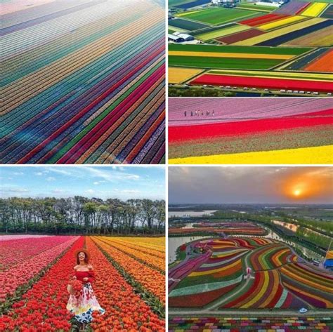 The Holland Sea Of Flowers In Full Bloom Amazing Plantsareamazing