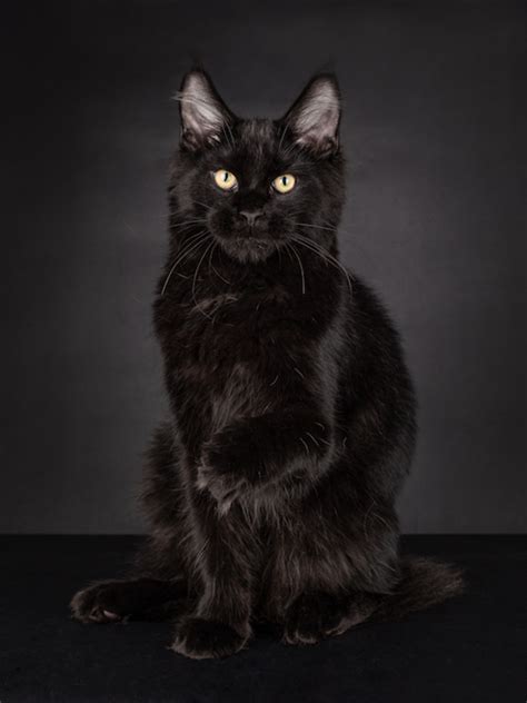 20 Black Cat Breeds — Long Haired Fluffy Shorthair Parade Pets