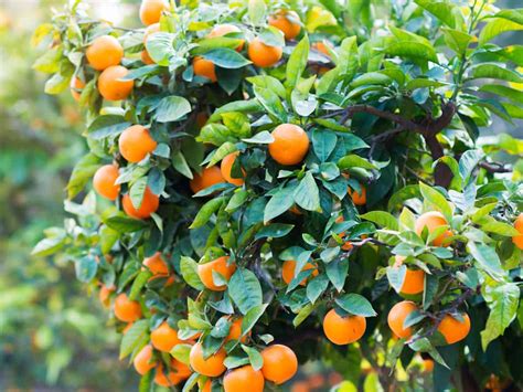 8 Different Dwarf Citrus Trees You Can Grow At Home 2022