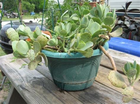 Spotted Succulent With White Flowers