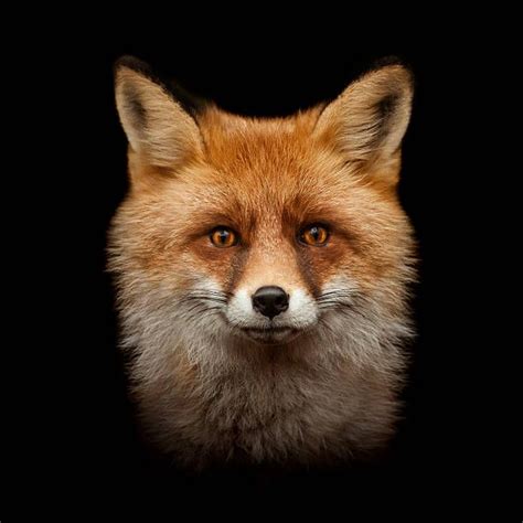 Red Fox Face Isolated On Black Stock Photo Fox Red Fox Fox Face