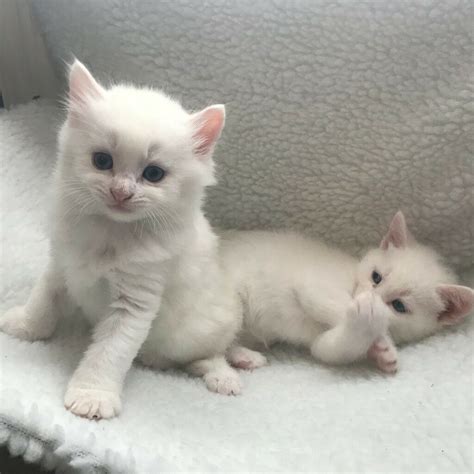Beautiful British Shorthair Kittens 4sale 2 White Blue
