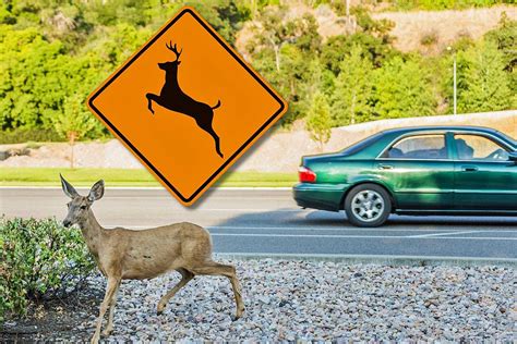 Does My Auto Insurance Cover Hitting A Deer In Michigan