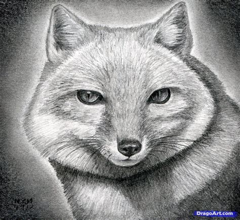How To Draw A Fox How To Draw A Fox Head Swift Fox Step By Step
