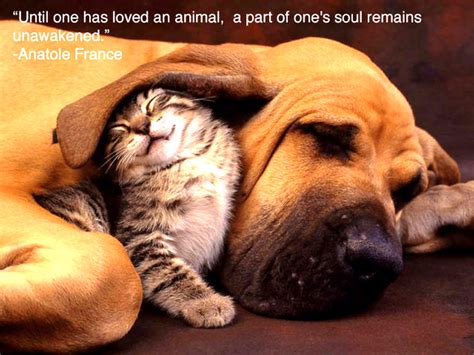 Following are some of the islamic quotes that explain the importance of treating animals with kindness. Quotes About Kindness To Animals. QuotesGram