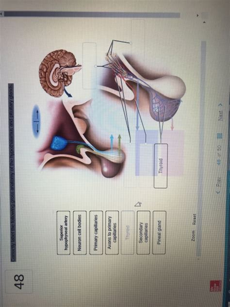 Solved Correctly Label The Following Gross Anatomy Of The Chegg Com