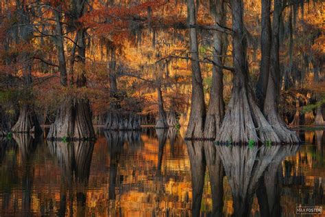 Golden Glory Autumn In The Bayou Is Incredible Texas Oc 1600x1068 Rearthporn