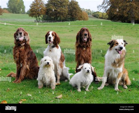 A Group Of 6 Obedient Dogs All Sitting Down Different Breeds Stock