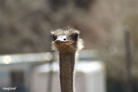 Ostrich Sticking Up His Head Free Image By Free Images