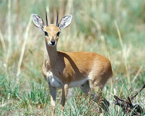Steenboks Are Small Antelopes That Have A Body Length Between 61 And