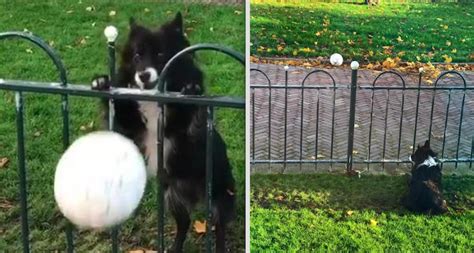 border collie cleverly tricks people into playing ball with her