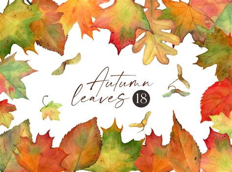 Watercolor Autumn Leaves Clipart Fall Foliage Maple Thanksgiving