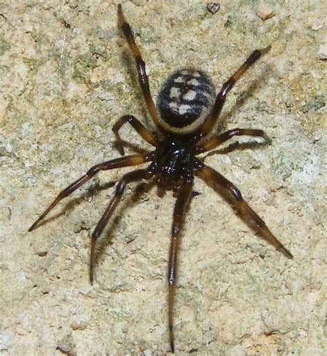 Si la araña es amistosa y solo aparece en el sueño sobre la persona o cerca de ella significa cosas si la araña teje debajo de su cama significa que usted está un poco protegido sobre enemigos que. Steatoda albomaculata (Arañas y alacranes comunes en la ...