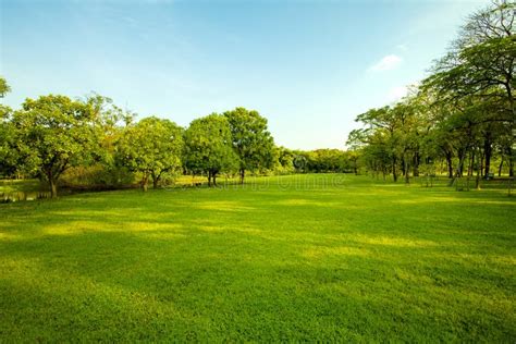 Green Grass Field In Urban Public Park Stock Photo Image Of Cool