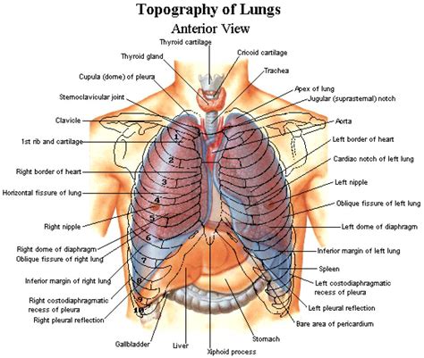 This area is more prone to accidents and is frequently exposed to injury. Rib Cage Diagram With Organs - Human Anatomy Body