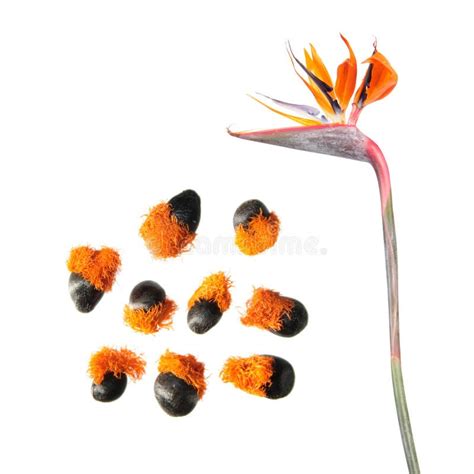 Flower And Seeds Of Strelitzia Reginae Or Bird Of Paradise Plant