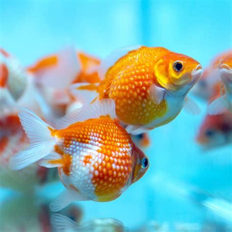 Pearlscale Goldfish 2 3 Real Aquatics