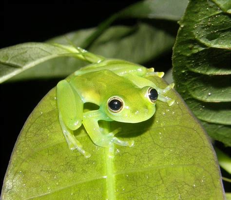 Glass Frog! | It took some looking, but we found one! This w… | Flickr