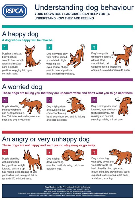 Understanding Changes In Your Dogs Behaviour Rspca