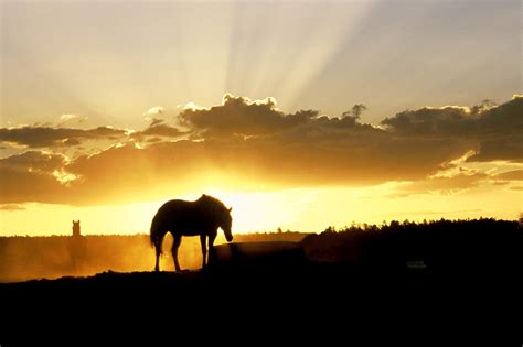 Horse During Sunset Hd Photo Hd Wallpapers