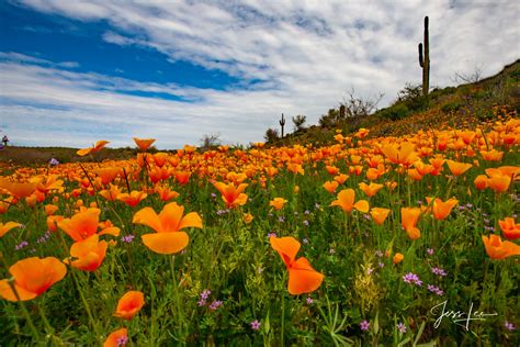 Desert Poppies Arizona Usa Photos By Jess Lee