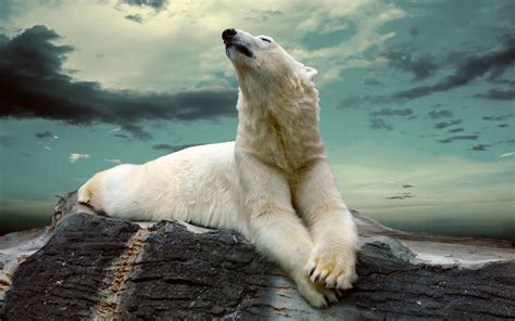Polar Bear Wallpaper Hd Wallpapersafari