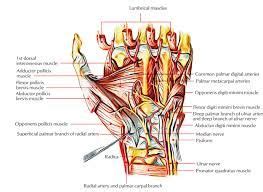 Image Result For Hand Anatomy Human Body Anatomy Hand Anatomy Body