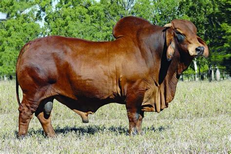 Brahma Bull Livestock Pinterest Cattle Livestock And Beef Cattle