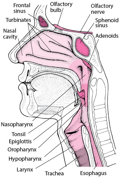 pharynx larynx trachea esophagus