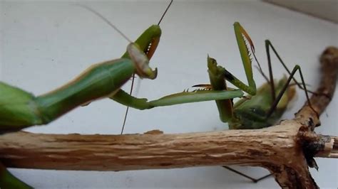 How The Female Praying Mantis Eats The Male Mantis Youtube